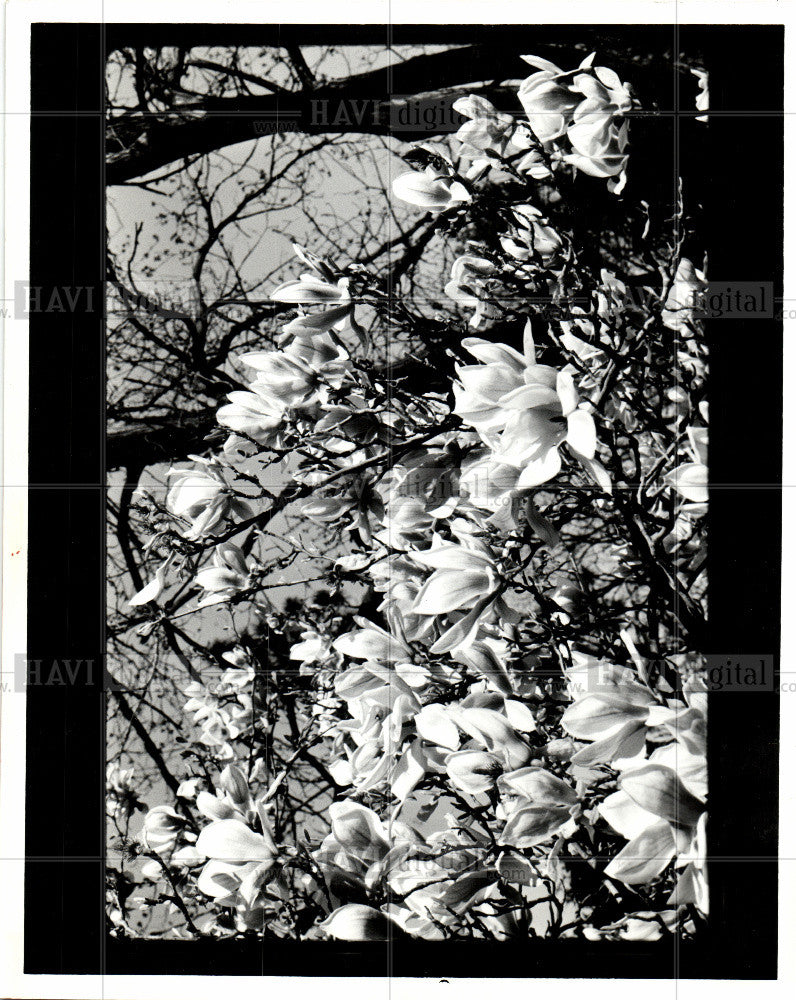 1986 Press Photo Tree- Magnolias - Historic Images