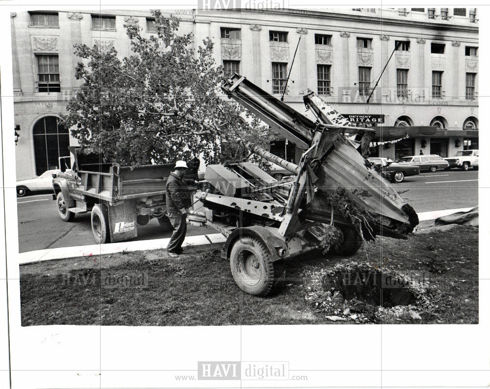 1976 Press Photo Norway maple Trolleys way - Historic Images