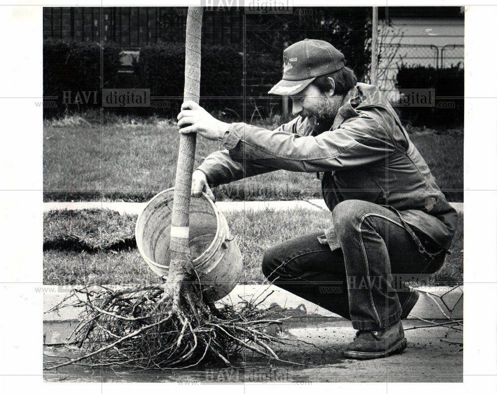 1983 Press Photo Tree - Historic Images