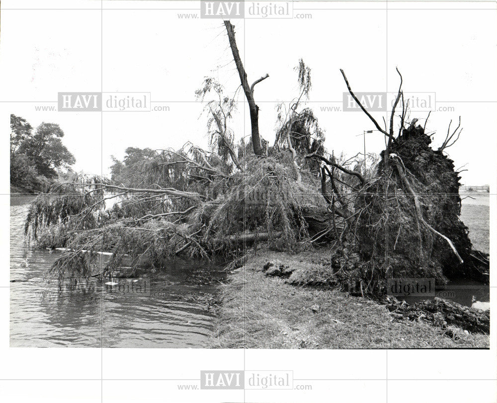 1978 Press Photo Tree Belle Isle Detroit - Historic Images