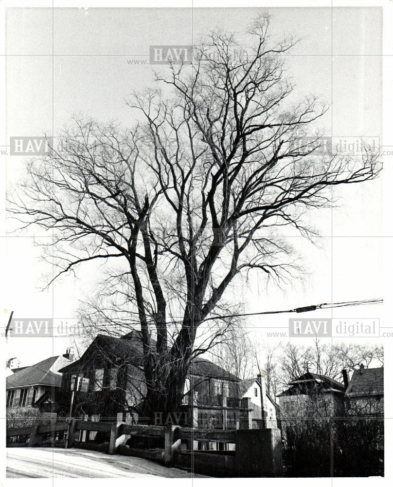 1972 Press Photo TREES 886 Ashland Weeping Wilow - Historic Images