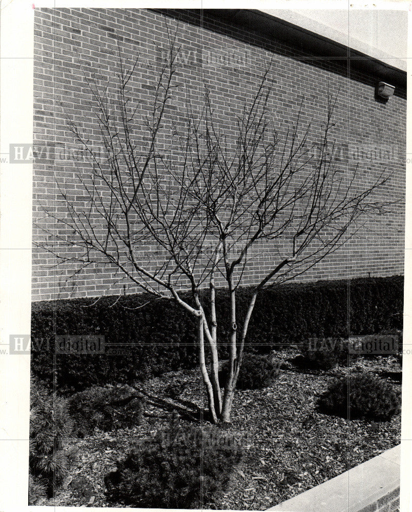 1971 Press Photo crabapple tree - Historic Images