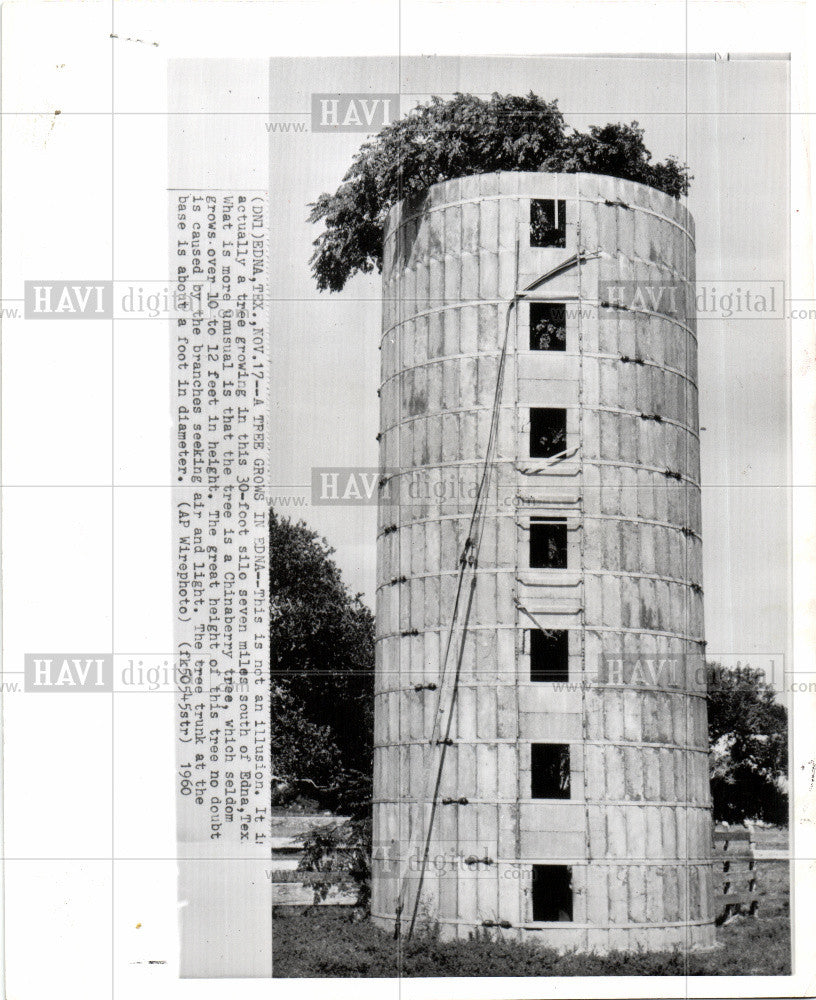 1960 Press Photo Chinaberry tree edna - Historic Images