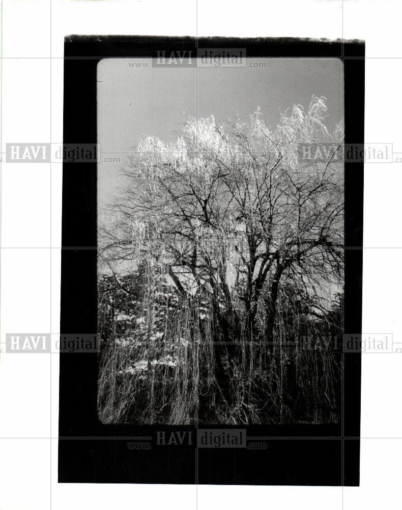 1991 Press Photo picturesque branches - Historic Images