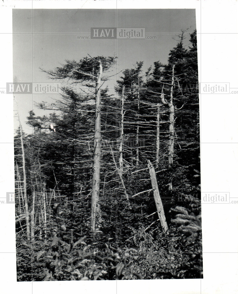 1983 Press Photo Tree Plant Wood Trunk Stem Apical - Historic Images