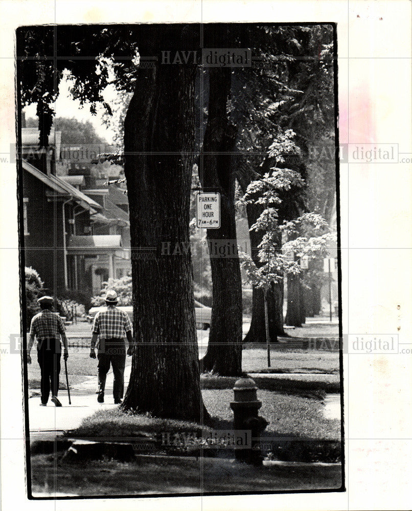 1975 Press Photo nature, Elm trees, shade - Historic Images