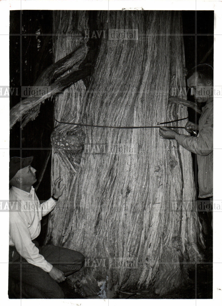 1961 Press Photo 1st state 3 Col tree - Historic Images