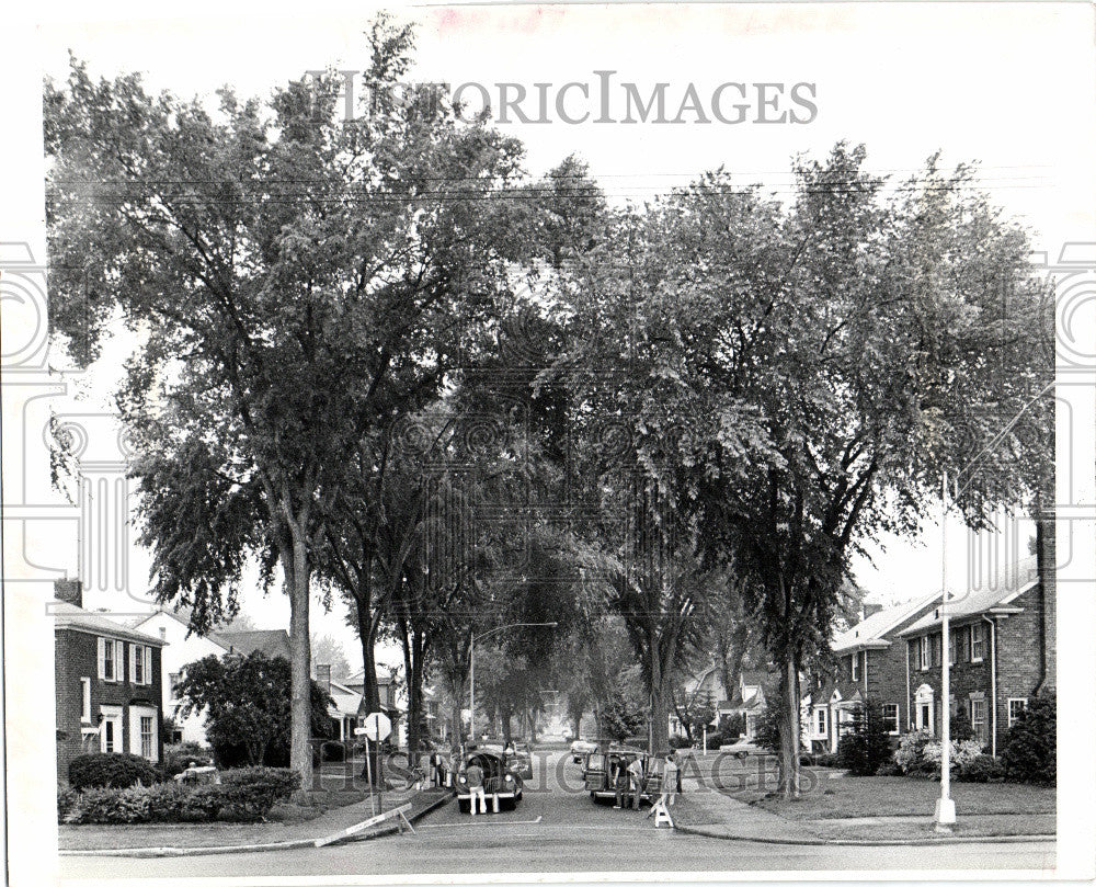 1980 Press Photo Dutch Elm - Historic Images