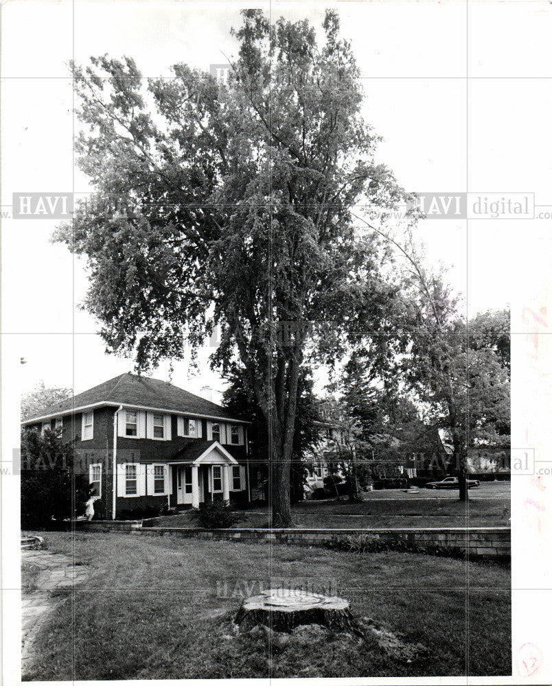 1980 Press Photo Tree Elm - Historic Images