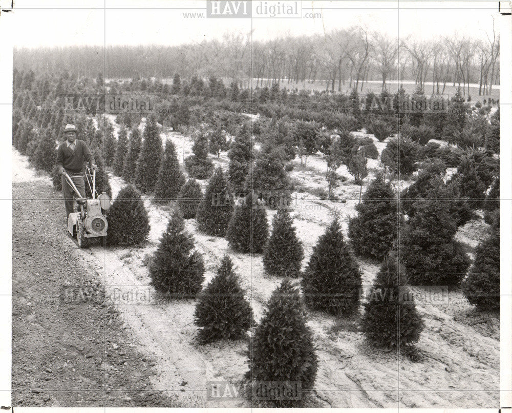 1950 Press Photo Information about tree planting permit - Historic Images