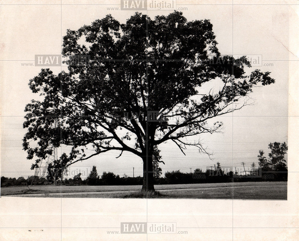 1972 Press Photo Tree - Historic Images