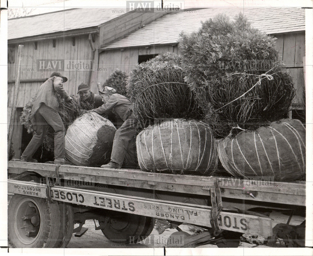 1982 Press Photo TREE FARMS - Historic Images