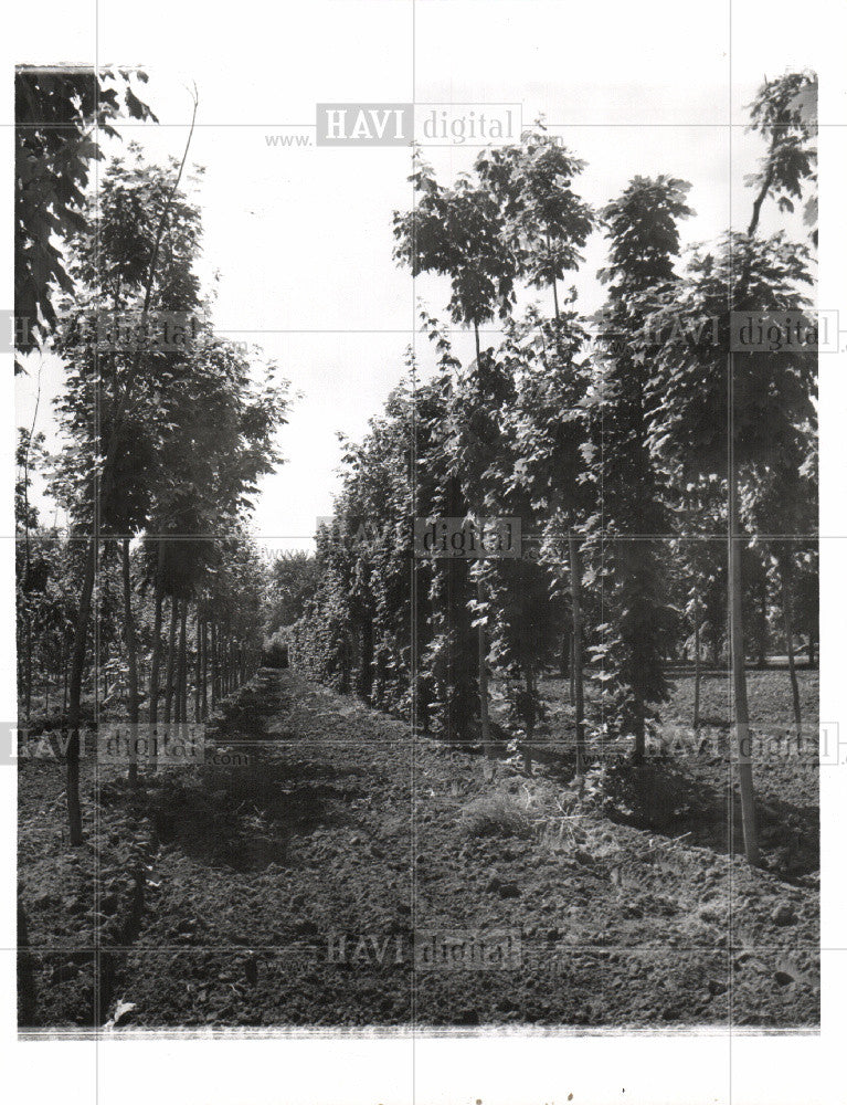 1959 Press Photo tree farm forest manage timber nursery - Historic Images