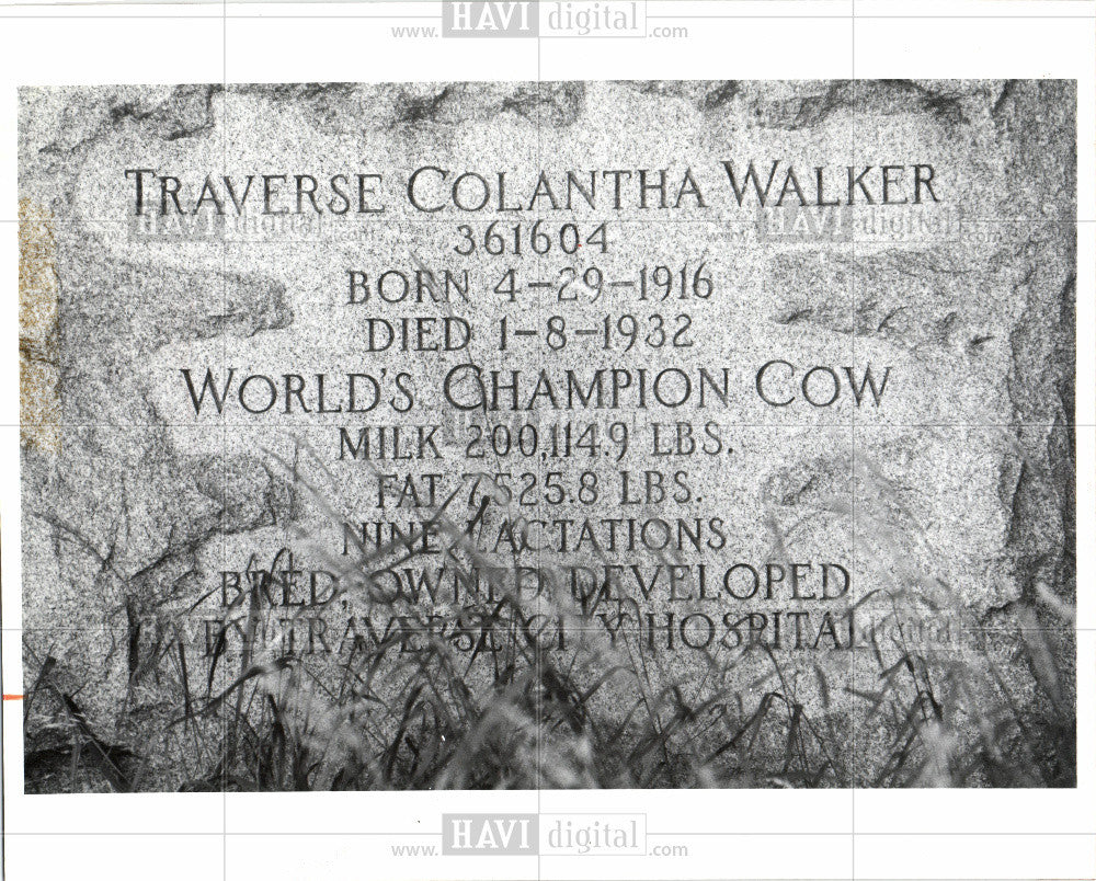 1991 Press Photo Traverse Colantha Walker, holstein - Historic Images