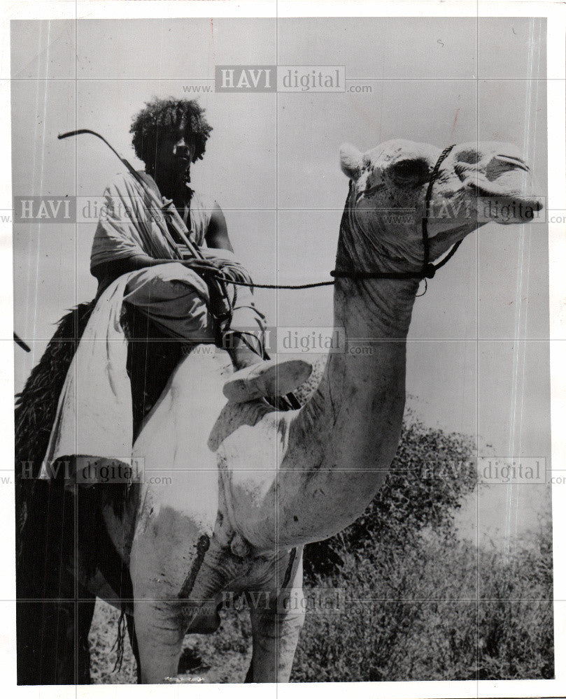1956 Press Photo Sudan, camel - Historic Images