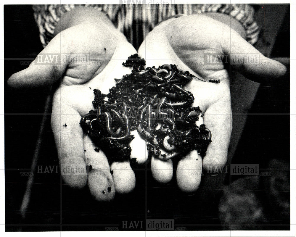 1983 Press Photo Worm Farmer - Historic Images