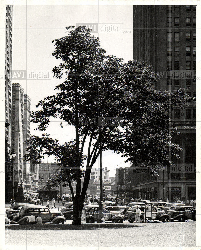 1939 Press Photo Detroit Historical Chestnut trees - Historic Images