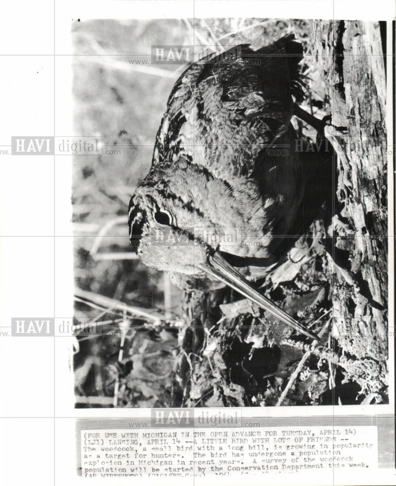 1964 Press Photo woodcock bird long bill Michigan - Historic Images