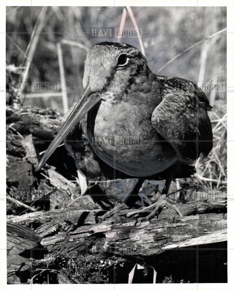 1967 Press Photo woodcock gamebird hunting bird fowl MI - Historic Images