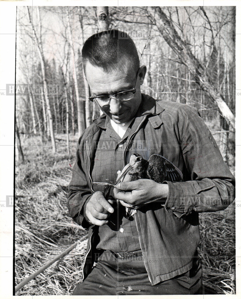 1967 Press Photo Woodcocks - Historic Images