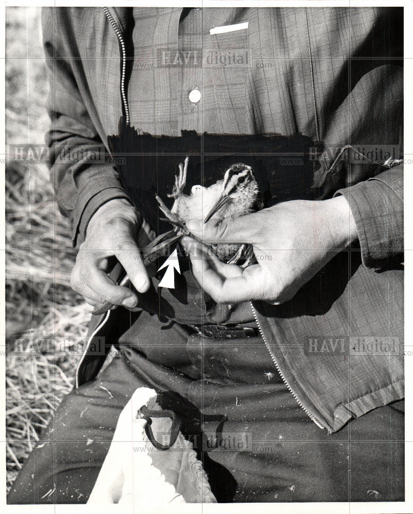 1967 Press Photo Woodcocks wading birds - Historic Images