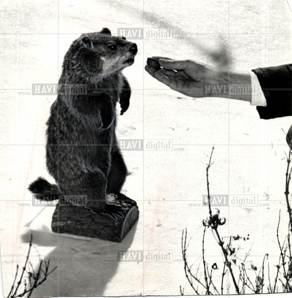 1965 Press Photo groundhog woodchuck hand-feeding - Historic Images