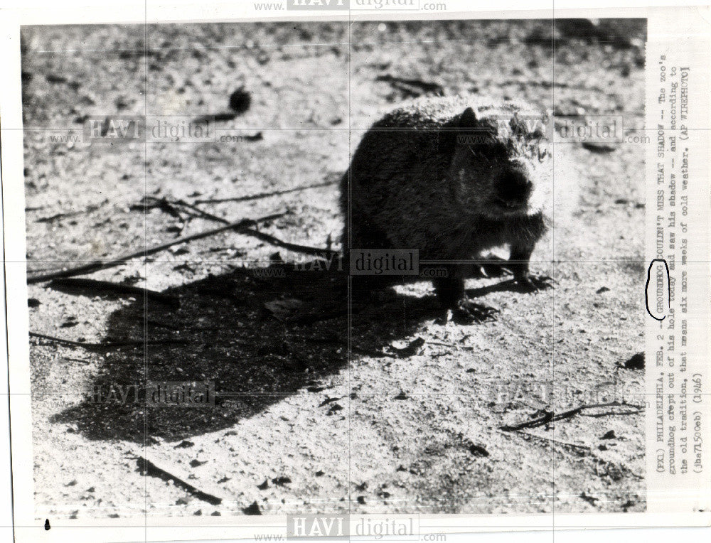 1946 Press Photo Groundhog Day Philadelphia Zoo Winter - Historic Images