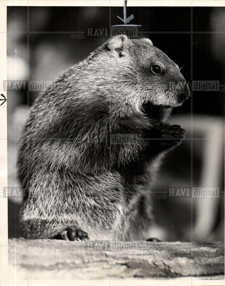 1946 Press Photo WOODCHUCK - Historic Images