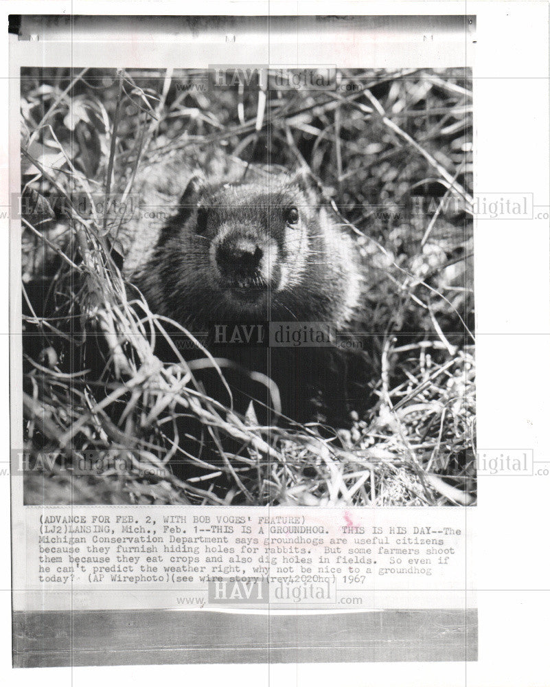 1967 Press Photo groundhog woodchuck land beaver mammal - Historic Images