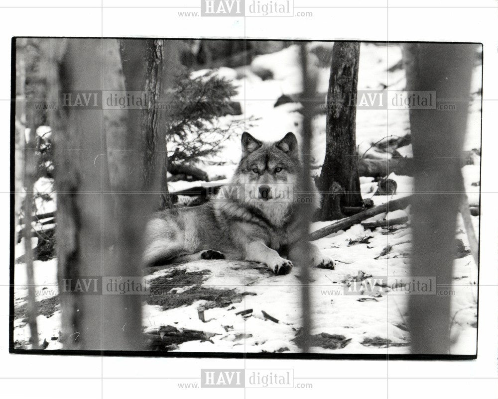 Press Photo Wolf - Historic Images