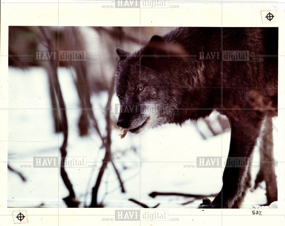 1991 Press Photo wolves, canadian, documentary, Wuepper - Historic Images