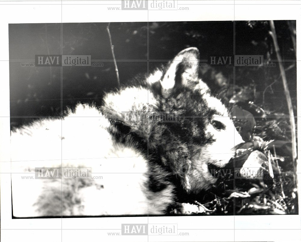 1989 Press Photo endangered wolves Isle Royale tagging - Historic Images