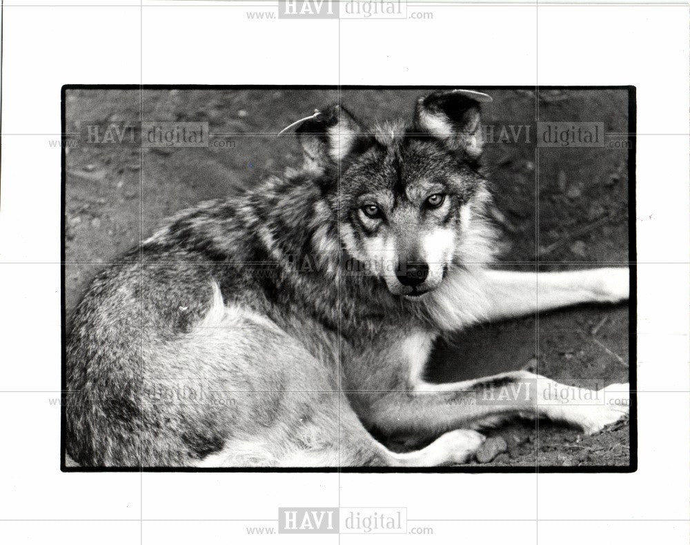 1992 Press Photo The Mexican wolves - Historic Images