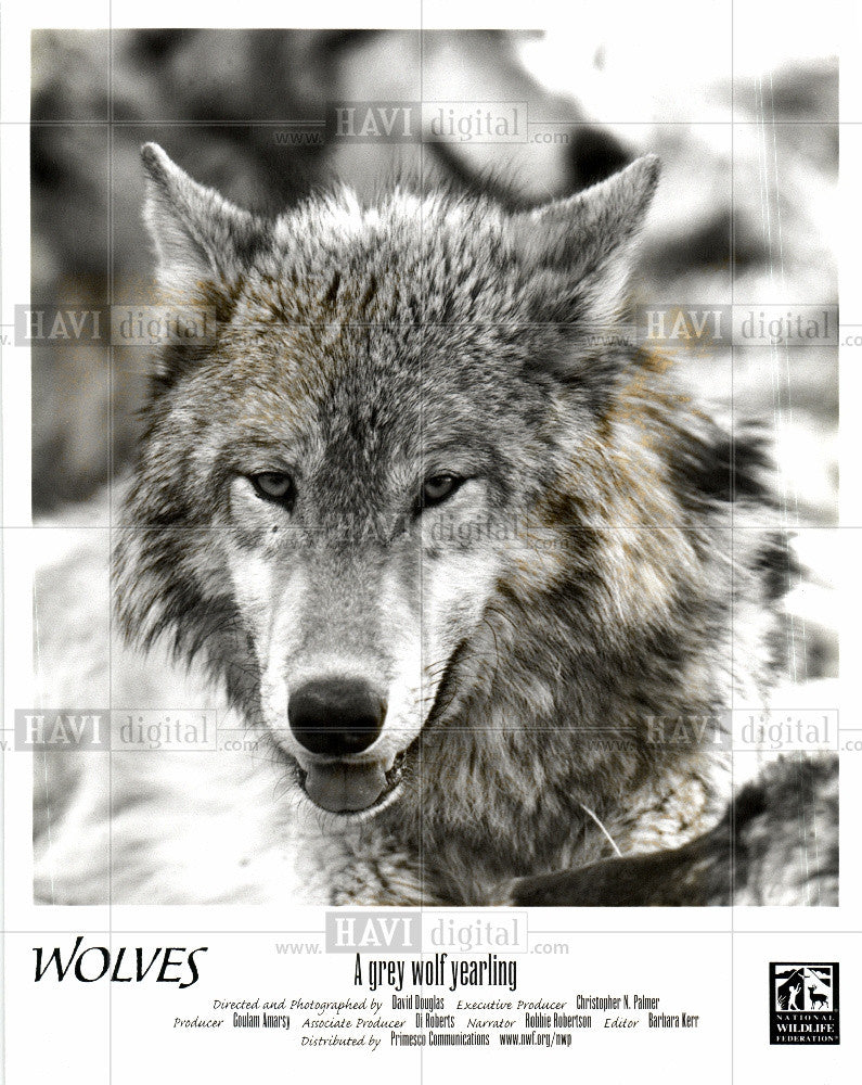 Press Photo Gray Wolves - Historic Images