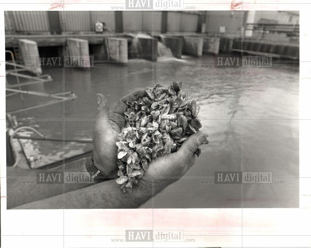 1992 Press Photo Zebra Mussels, Animals - Historic Images