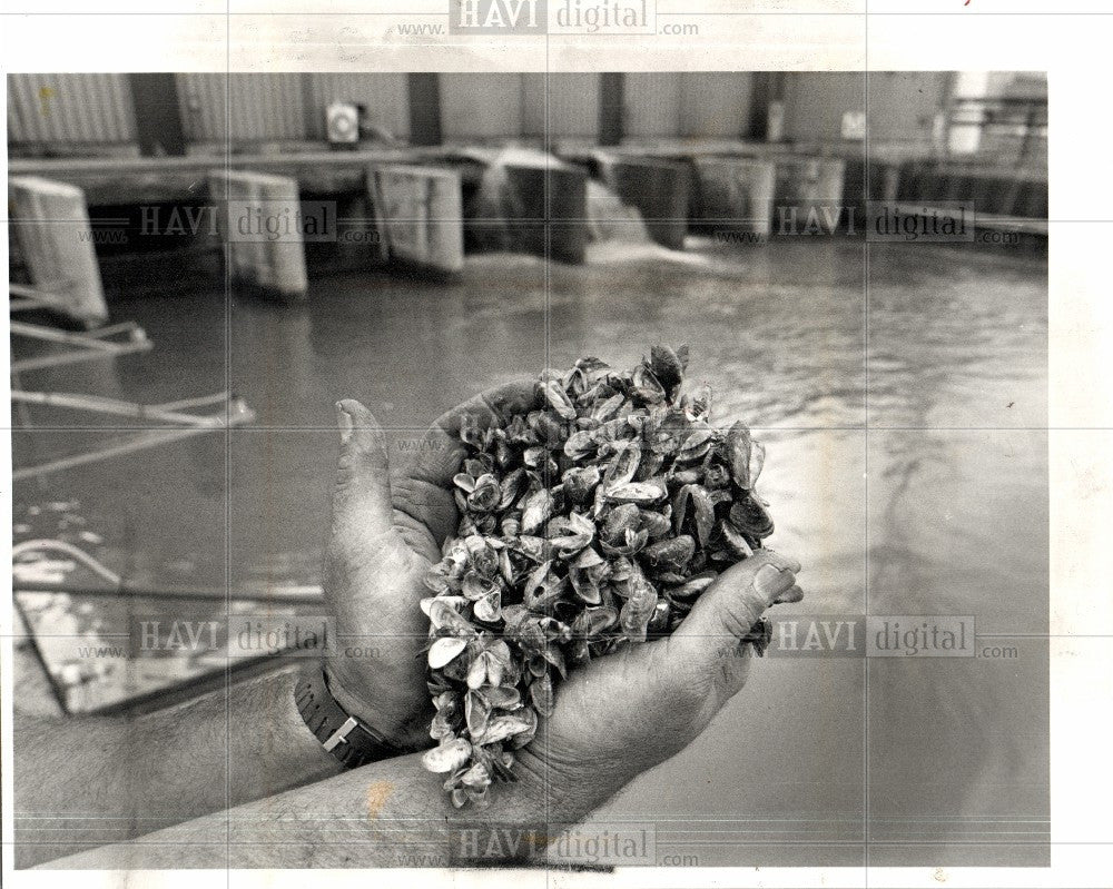 1990 Press Photo zebra mussel l freshwater mussel - Historic Images