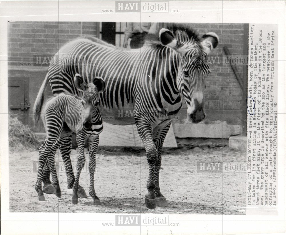 1950 Press Photo GrÃƒÆ’Ã†â€™Ãƒâ€šÃ‚Â©vy&#39;s Zebra Imperial Zebra Equid - Historic Images