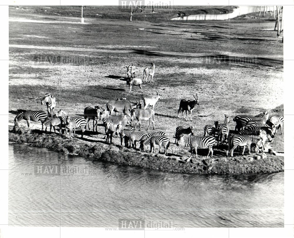 1975 Press Photo Zebra Animal - Historic Images