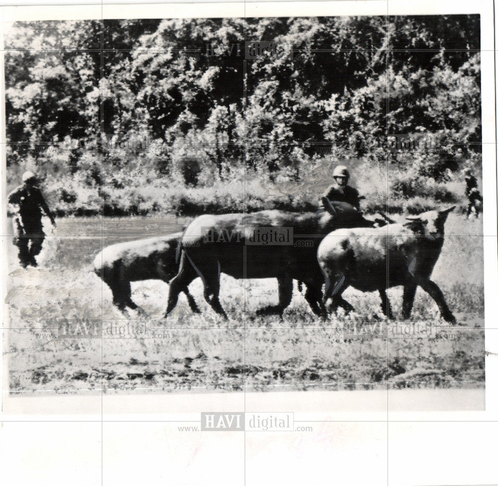 1965 Press Photo Domestic Asian Water Buffalo - Historic Images