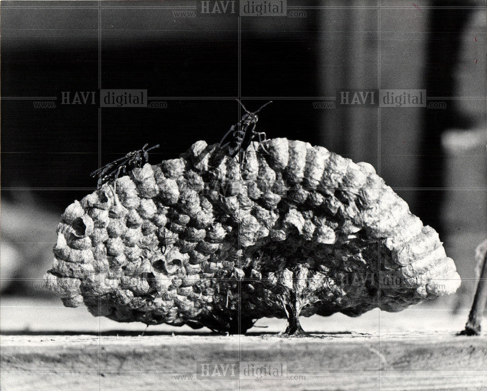 1975 Press Photo paper wasps umbrella comb nest cells - Historic Images