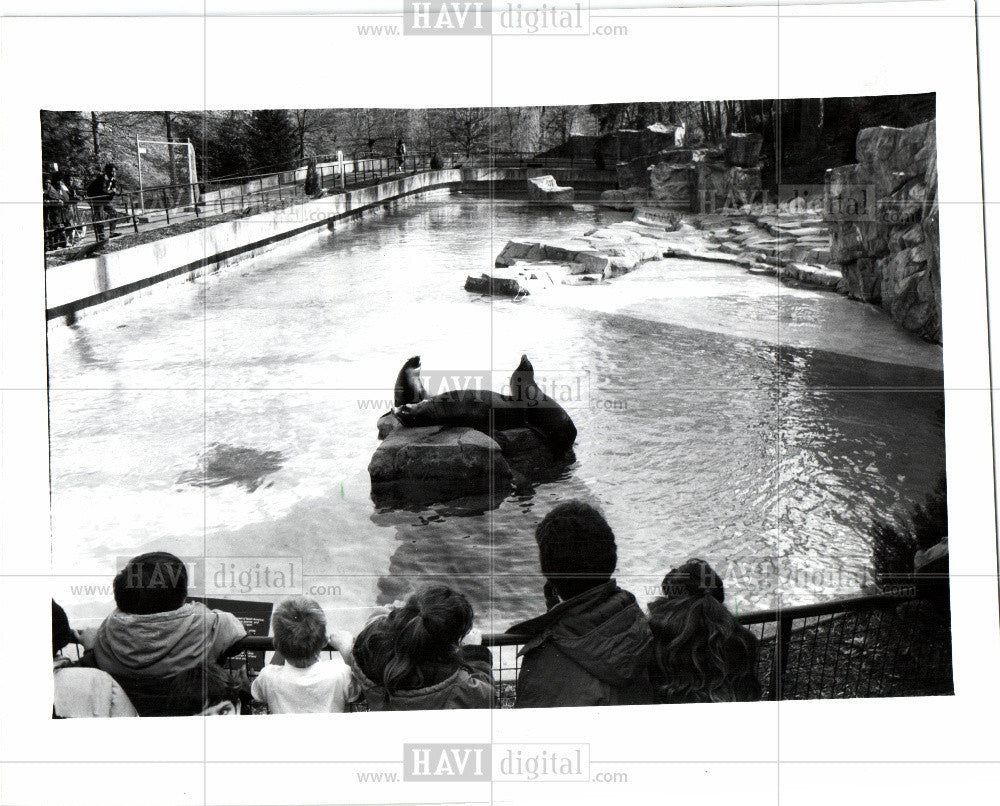 1991 Press Photo National Zoo Washington D.C. seals - Historic Images