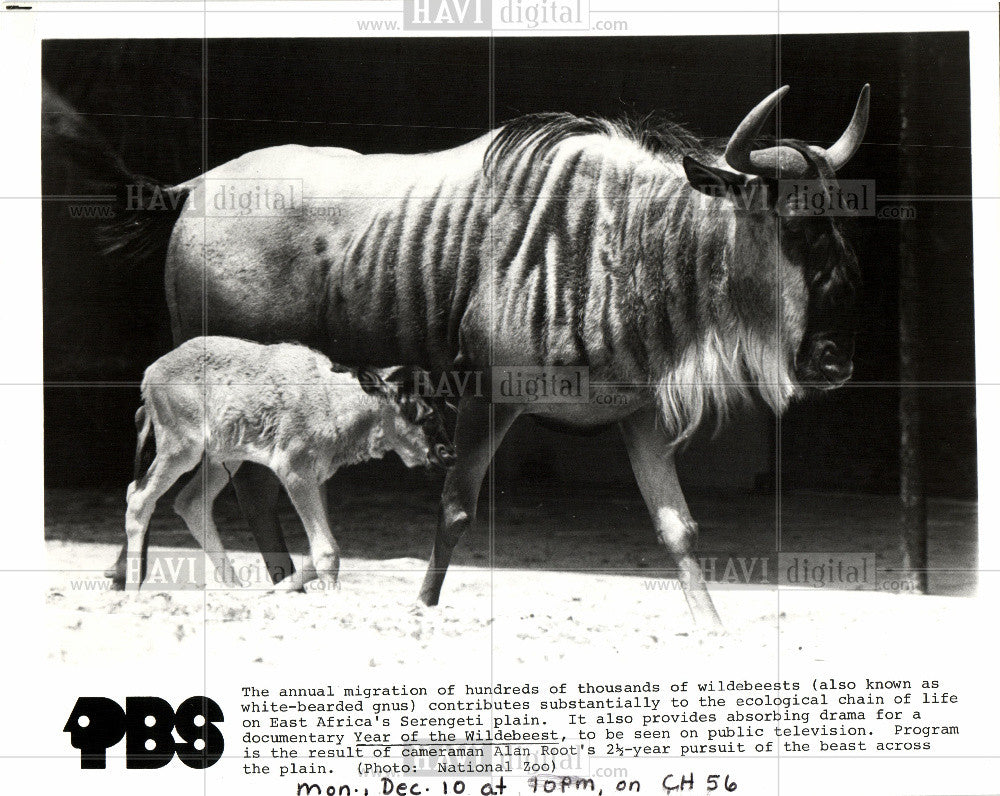 1980 Press Photo East Africa&#39;s Serengeti plain - Historic Images