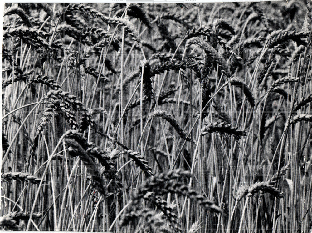1959 Press Photo Wheat - Historic Images