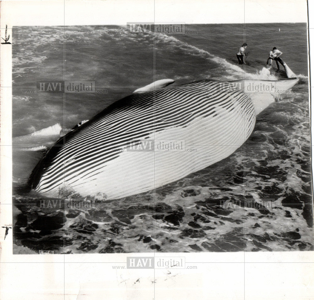 1949 Press Photo Whale Whales Beached - Historic Images