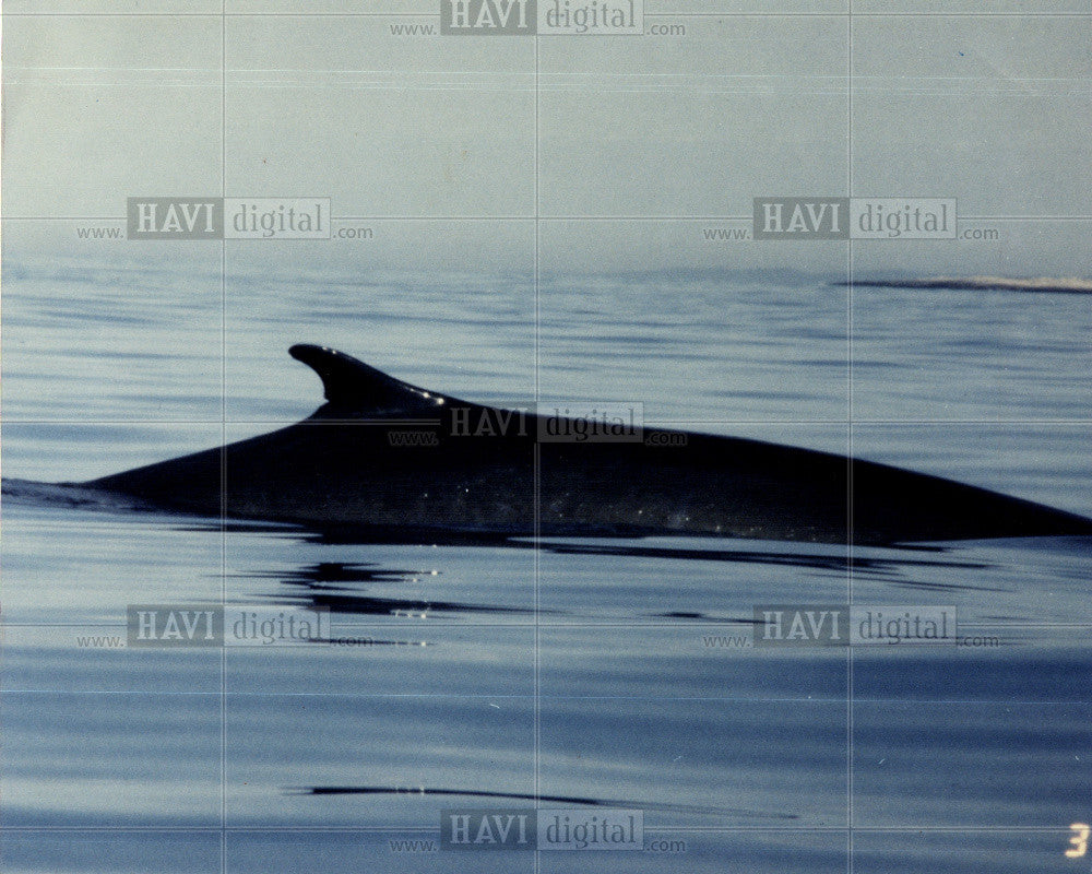 1991 Press Photo Allied Whale marine mammal research - Historic Images