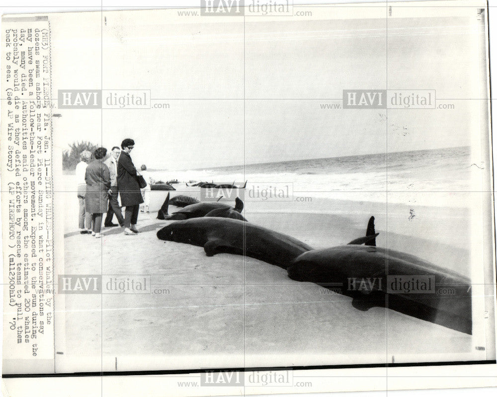 1970 Press Photo Pilot whales - Historic Images