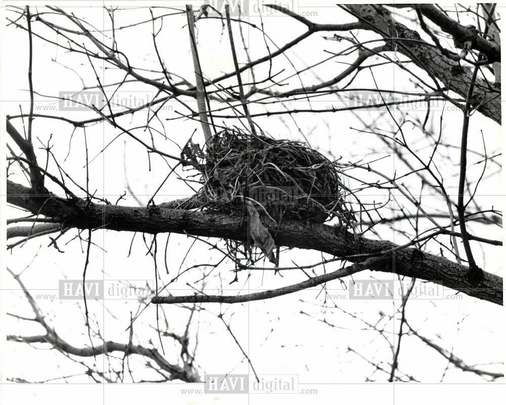 1979 Press Photo Wetlands Bird Nest - Historic Images