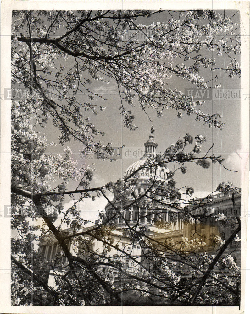 1940 Press Photo Cherry Trees - Historic Images
