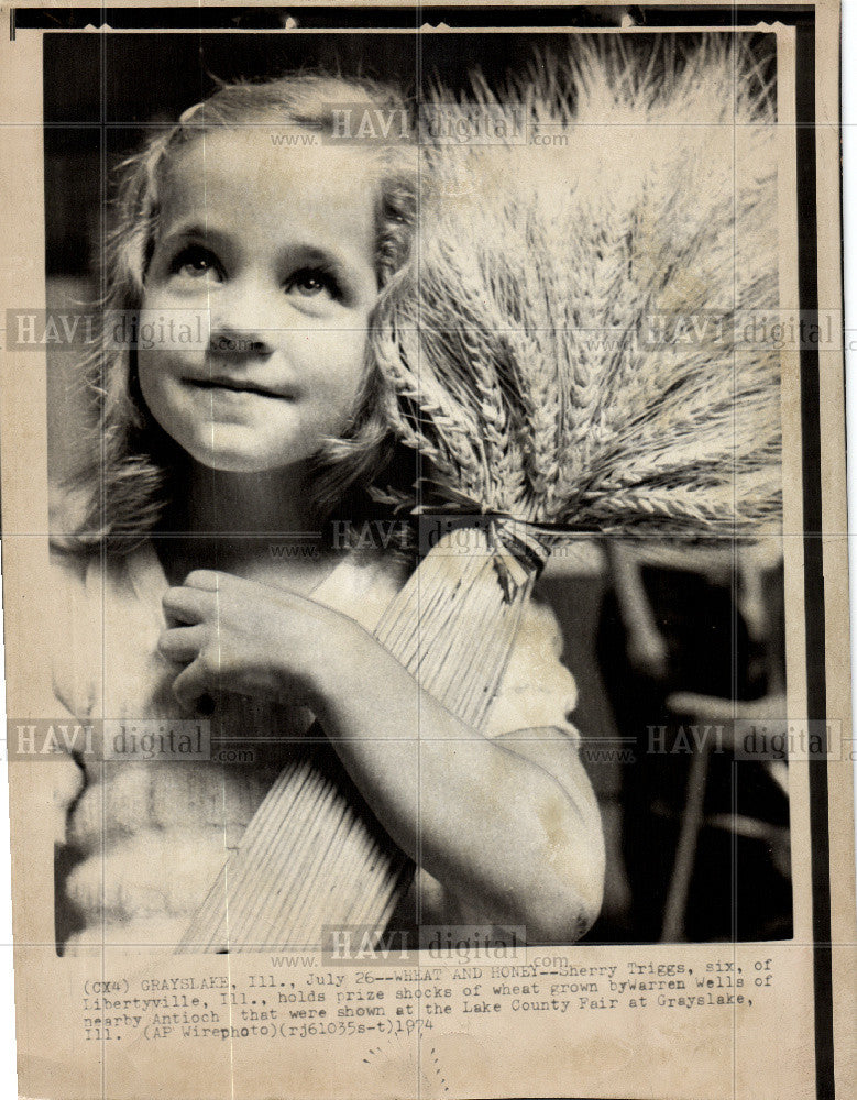 1974 Press Photo Wheat - Historic Images