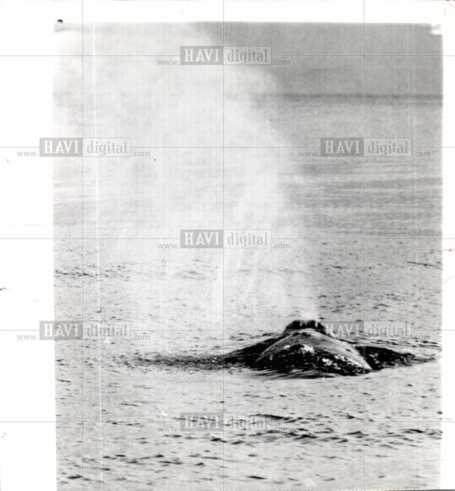 Press Photo GRAY WHALES DISPORT - Historic Images